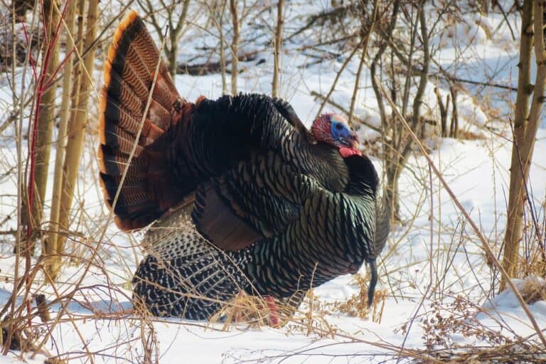 Strutting Turkey